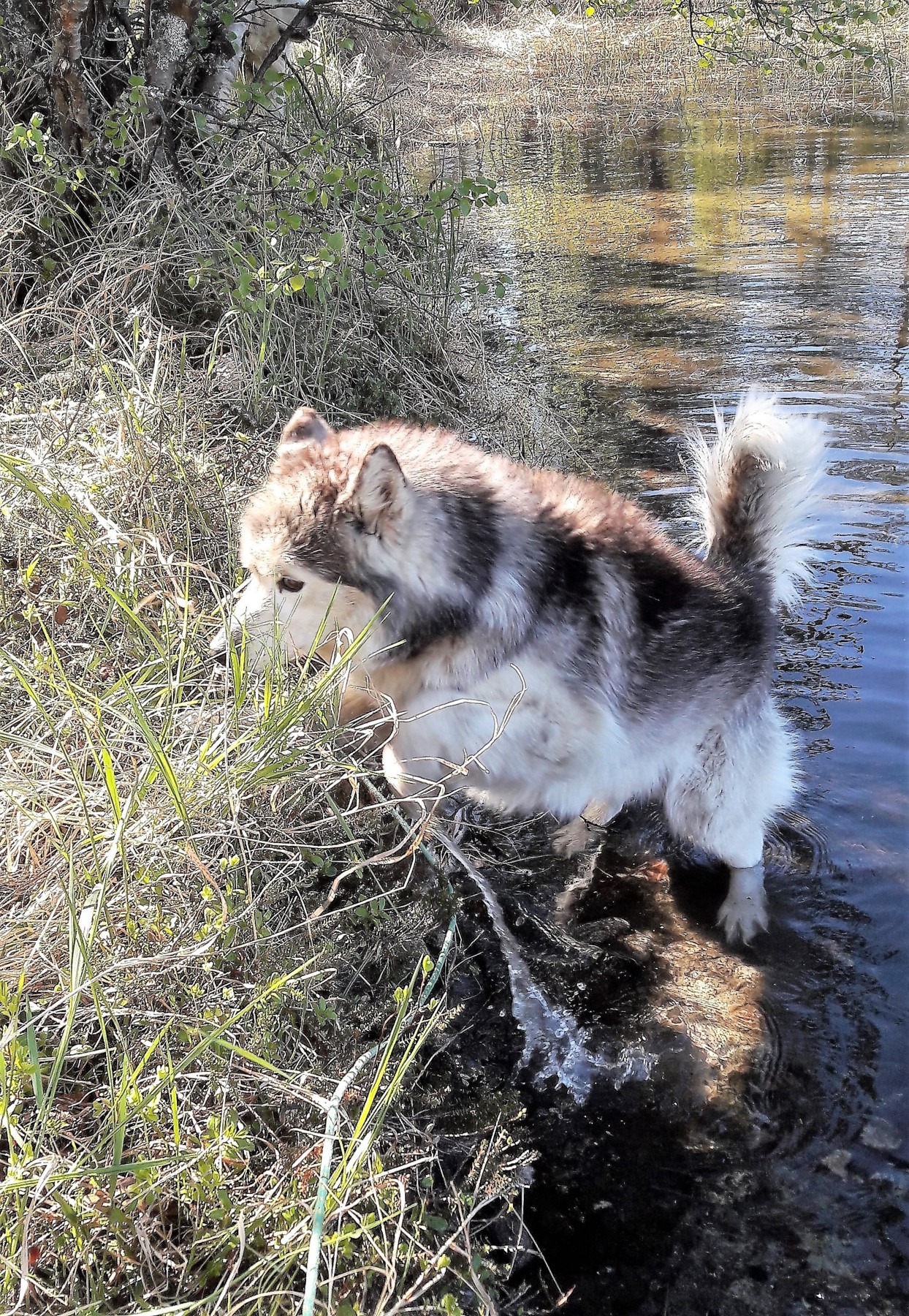 Visite Du Chenil Et Cani Rando   LA FERME DES HUSKIES