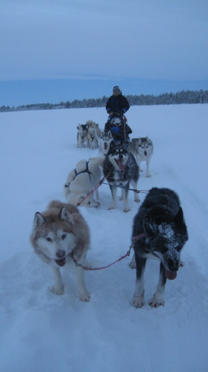 Husky Safari   LA FERME DES HUSKIES